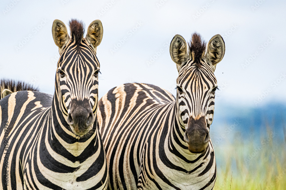 Fototapeta premium Two Zebras standing side by side in a field