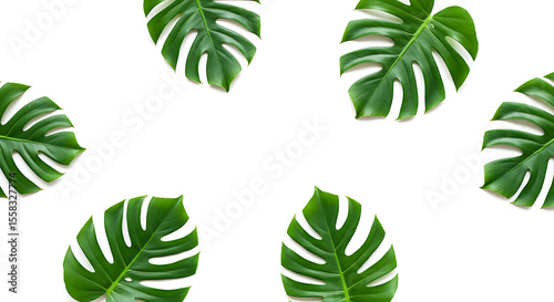 Monstera Leaf Pattern: A striking array of vibrant green Monstera leaves creates a refreshing and invigorating visual pattern.
