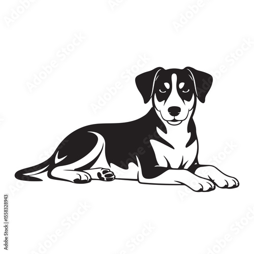 A cute, young beagle dog portrait with a bone, a purebred mammal on a white background