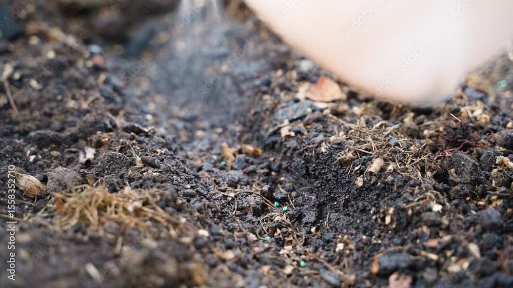 Moistening seeds on the soil from the sprayer before sowing
