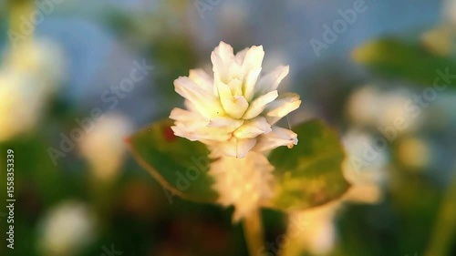 Gomphrena serrata is a hardy flowering plant known for its small, round blossoms and serrated green leaves. Commonly found in tropical and subtropical areas, it adds vibrant color to gardens and is of
