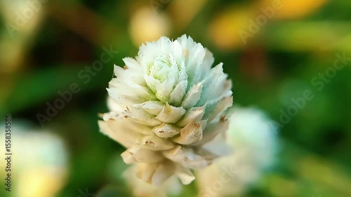 Gomphrena serrata is a hardy flowering plant known for its small, round blossoms and serrated green leaves. Commonly found in tropical and subtropical areas, it adds vibrant color to gardens and is of