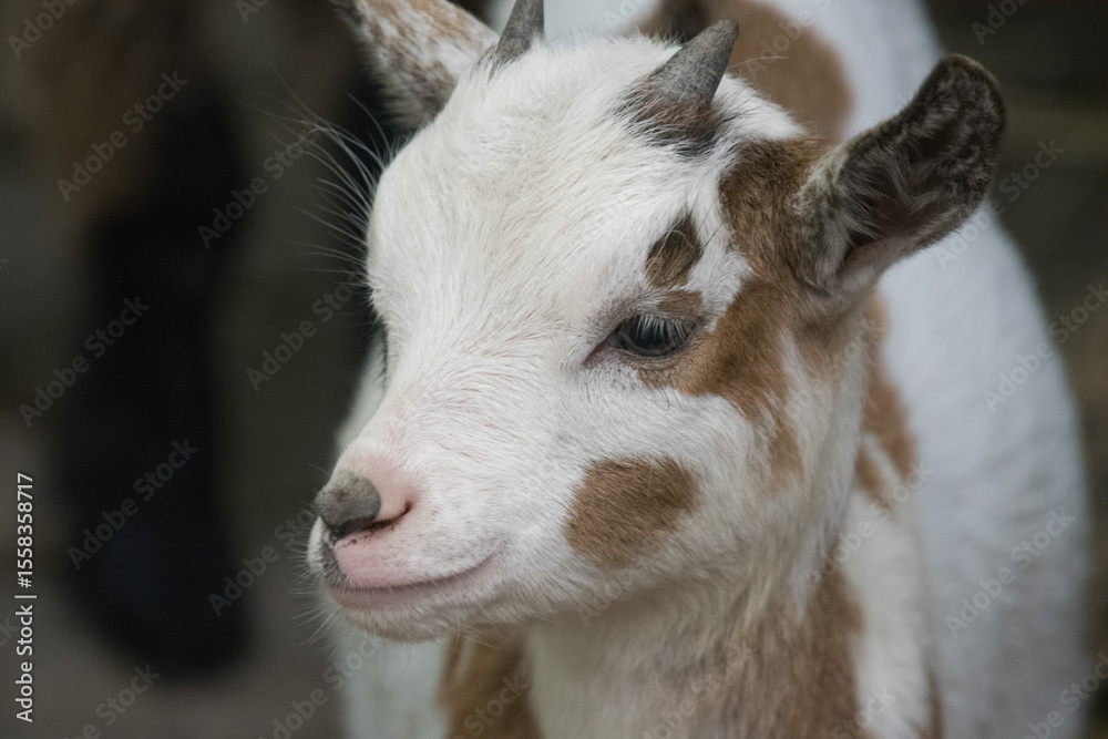 Fototapeta premium A portrait of a goat in the zoo