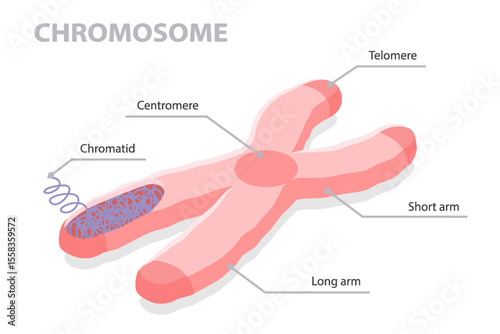 Chromosome anatomy. Diagram of the chromosome structure. Flat isometric vector illustration on white background.
