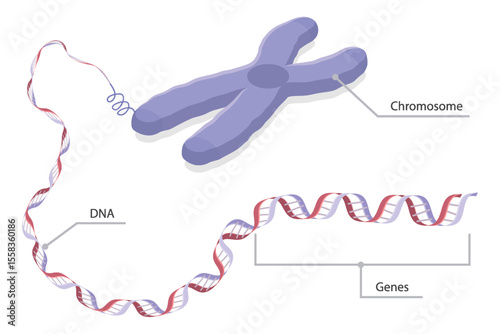 Chromosome, DNA, genes. Flat isometric vector educational illustration on white background.