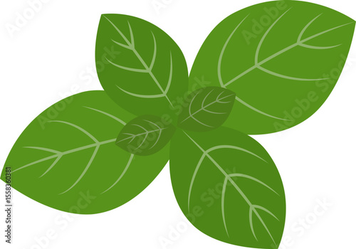 Feuilles de basilic