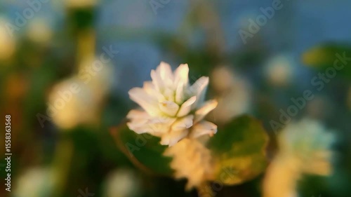 Gomphrena serrata is a hardy flowering plant known for its small, round blossoms and serrated green leaves. Commonly found in tropical and subtropical areas, it adds vibrant color to gardens and is of