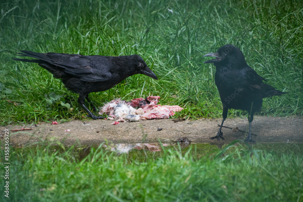 Obraz premium A black crow eating meat