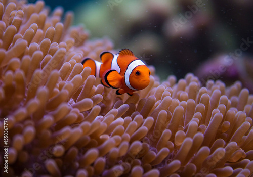 underwater view photo of coral reef with nemo fish
