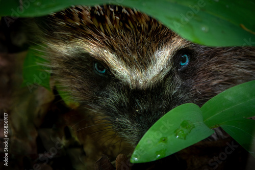 Attentive hedgehog