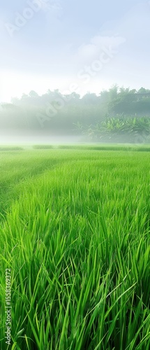 Rice plants and mountains
