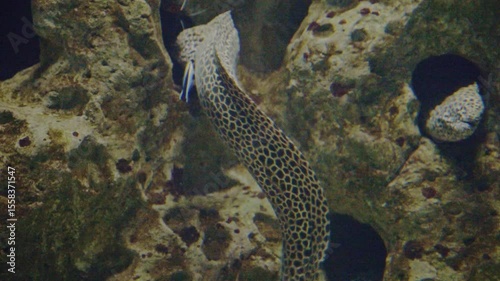 Vibrant fish moving gracefully over sandy substrate with rocks and coral in a tank.