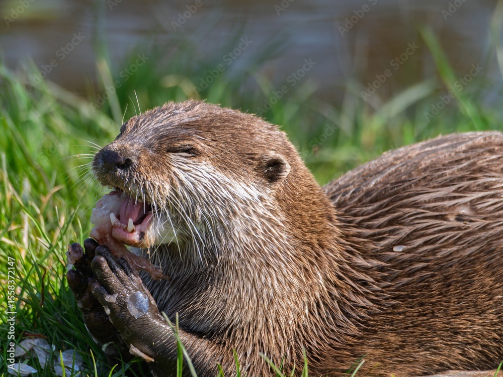 Fototapeta premium Close up of a wild otter eating food. Adorable Otter Feasting on a Fresh Fish