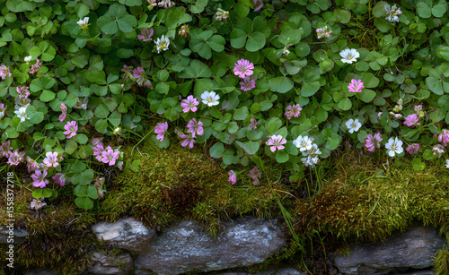 A patch of mossy ground covered in pink and white violet flowers, surrounded by clover leaves, on the edge of an old stone wall.