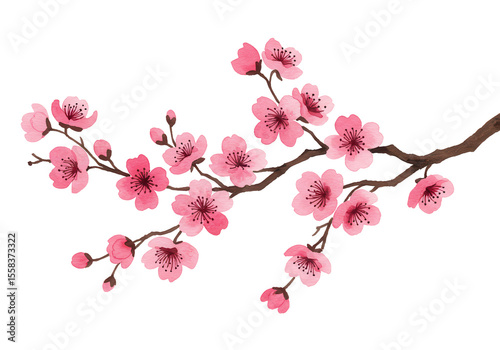 New lunar year item, watercolor cherry blossom sakura branch with pink blooms isolated background