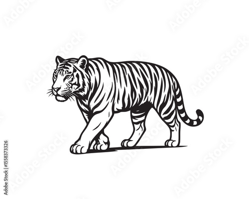 Walking Tiger Illustration vector