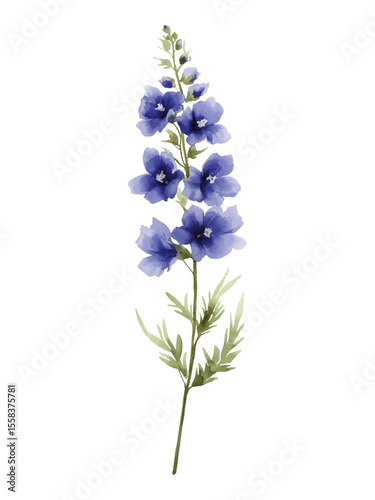 forget me not flowers