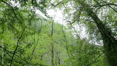 View of a dense green forest with light filtering through the leaves on a sunny day.