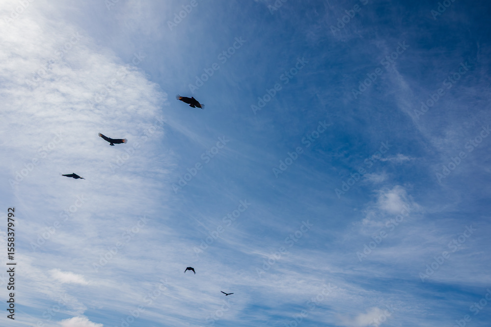 Fototapeta premium Aves volando