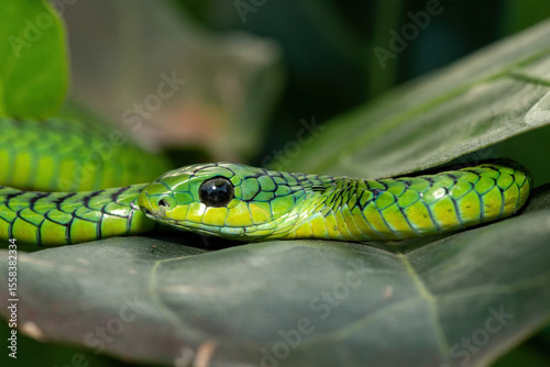 Close-up of a beautiful but highly venomous adult male boomslang (Dispholidus typus), also known as a tree snake or African tree snake, in a small tree in KwaZulu-Natal, South Africa