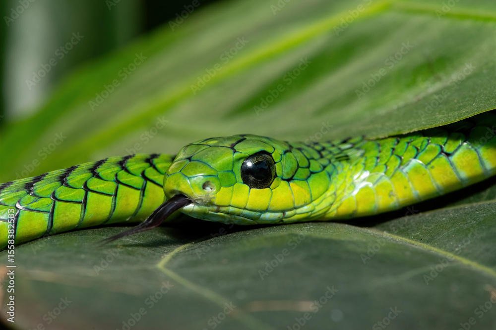 Fototapeta premium Close-up of a beautiful but highly venomous adult male boomslang (Dispholidus typus), also known as a tree snake or African tree snake, in a small tree in KwaZulu-Natal, South Africa