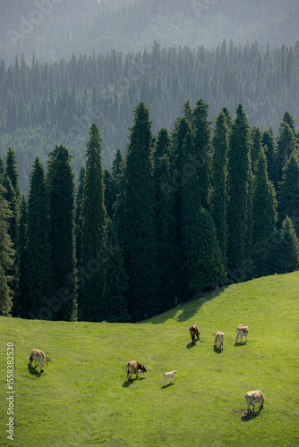 Fototapeta Naklejka Na Ścianę i Meble -  cows on a meadow