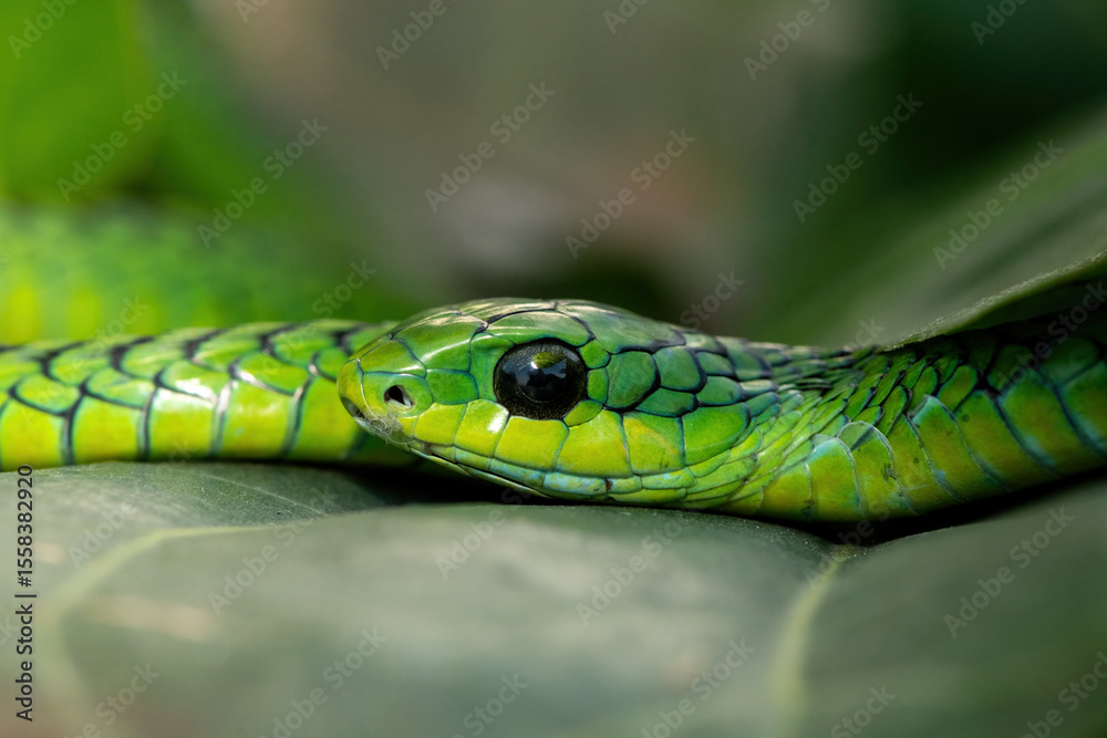 Fototapeta premium Close-up of a beautiful but highly venomous adult male boomslang (Dispholidus typus), also known as a tree snake or African tree snake, in a small tree in KwaZulu-Natal, South Africa