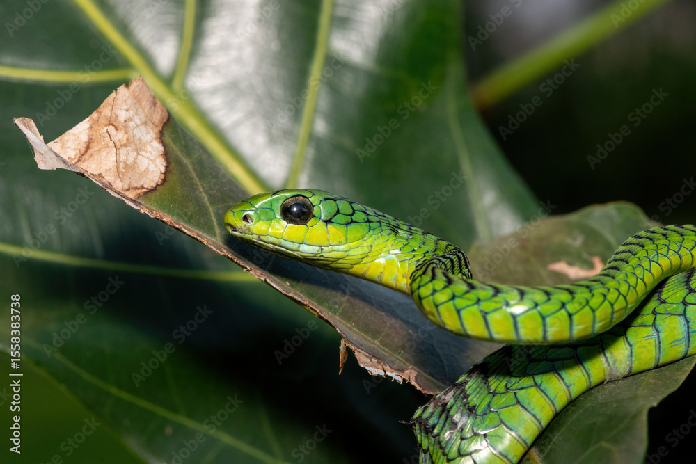 Close-up of a beautiful but highly venomous adult male boomslang (Dispholidus typus), also known as a tree snake or African tree snake, in a small tree in KwaZulu-Natal, South Africa Close-up of a beautiful but highly venomous adult male boomslang (Dispholidus typus), also known as a tree snake or African tree snake, in a small tree in KwaZulu-Natal, South Africa