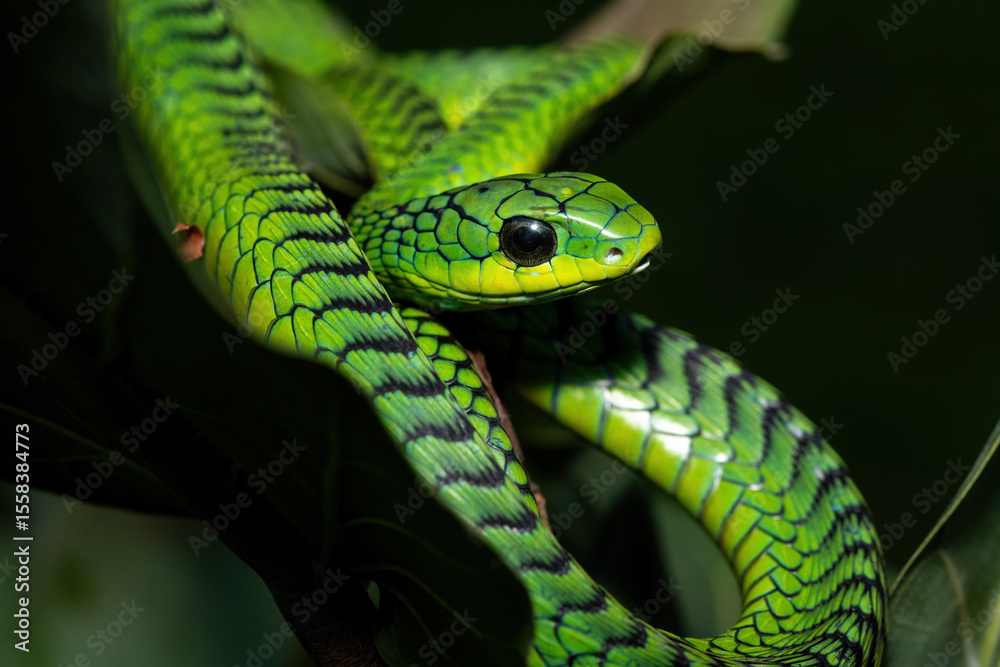Fototapeta premium Close-up of a beautiful but highly venomous adult male boomslang (Dispholidus typus), also known as a tree snake or African tree snake, in a small tree in KwaZulu-Natal, South Africa