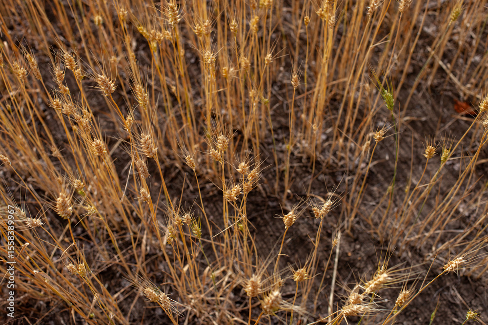Fototapeta premium A close-up, high-angle view of ripe golden wheat stalks with their heads visible, growing from dry, dark soil. Captures the texture of the grain and the essence of harvest time