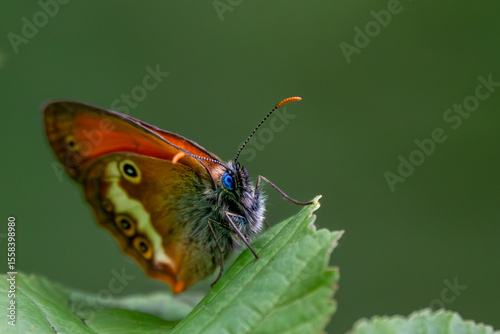 Beautiful butterfly on a leaf