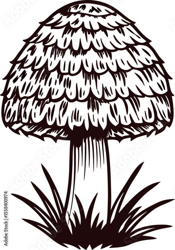 Hand drawn shaggy ink cap mushroom isolated on white background vintage botanical sketch illustration