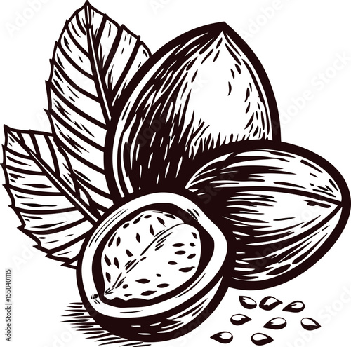 hand drawn hazelnut with kernel and leaves isolated on white vintage engraving botanical illustration