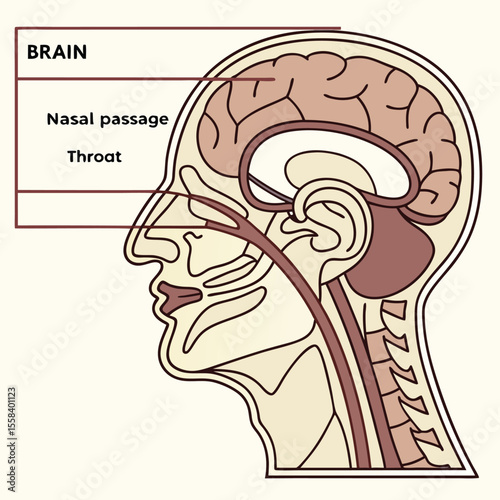 Brain and Respiratory Anatomy: Medical illustration showcases the brain, nasal passage, and throat, elucidating the respiratory system anatomy.