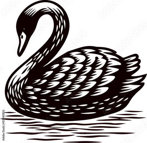 Detailed hand drawn illustration of a black swan swimming gracefully on water with elegant feathers and curved neck