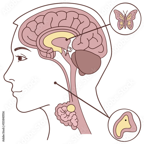 Brain Anatomy Illustration: Detailed illustration of the human brain, highlighting key structures and regions, including the hypothalamus, pituitary gland, and thyroid gland.  A butterfly is included.