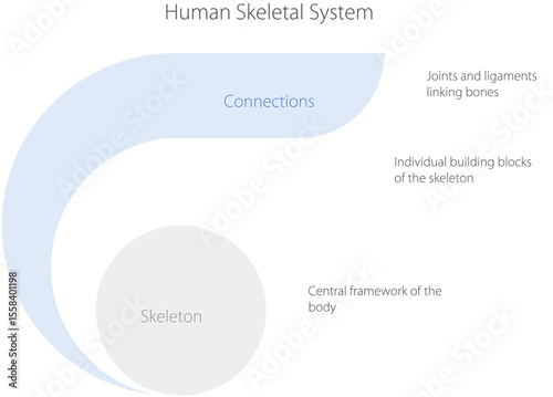 Human Skeletal System : A clear and educational diagram details the intricate human skeletal system, presenting an insightful overview of bones, connections, and their vital functions.