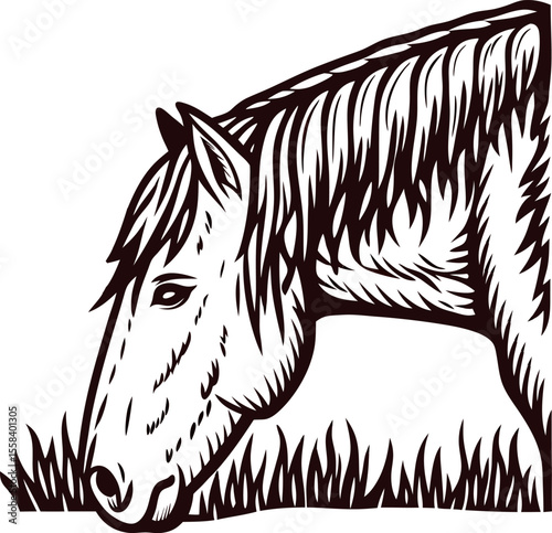 Hand drawn illustration of a horse grazing in grass with vintage engraving on white background