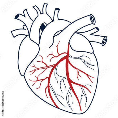 Anatomical Heart Illustration: A detailed medical illustration of the human heart showcasing the intricate network of arteries. This image is perfect for educational and medical purposes.