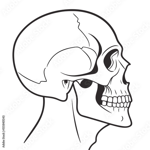 The Enigmatic Skull: A detailed anatomical illustration of a human skull, rendered in a striking black and white profile, emphasizing the stark beauty of its form and structure. 