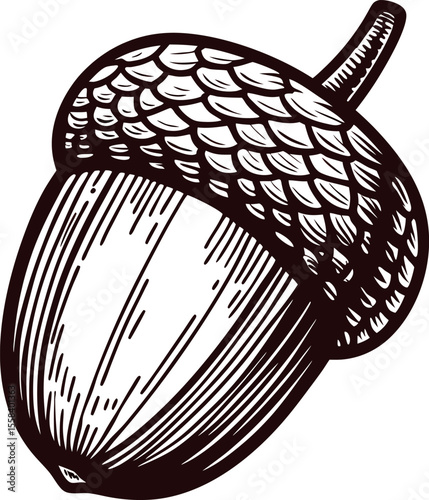 Hand drawn detailed acorn illustration isolated on white background vintage sketch botanical nut drawing