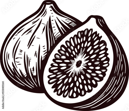 Hand drawn fig fruit and fig half illustration in vintage engraved isolated on white background