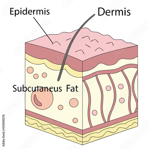 Skin Layers Diagram: Detailed illustration of the three main layers of human skin: epidermis, dermis, and subcutaneous fat.  Each layer is clearly labeled and depicted with accuracy.