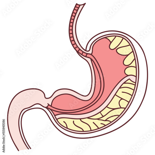 Anatomy of Human Stomach: A detailed and educational illustration of the human stomach, highlighting its key components and structure, perfect for medical and educational purposes.