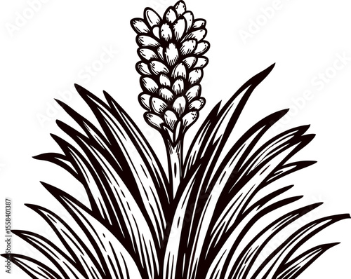 Detailed hand drawn agave plant with central flower spike in vintage engraved botanical illustration