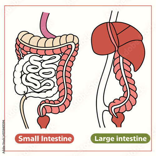 Intestines: A detailed and clear illustration showcasing the human digestive system, featuring the small and large intestines