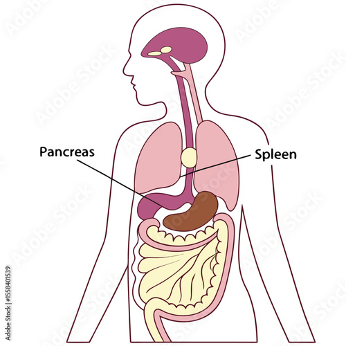 Human Digestive System Diagram: A detailed illustration of the human digestive system, highlighting key organs such as the stomach, pancreas, and spleen.