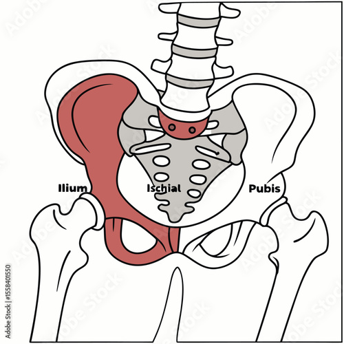 Human Pelvic Anatomy Illustration: A detailed medical illustration showcases the intricate structure of the human pelvis, with labeled components.