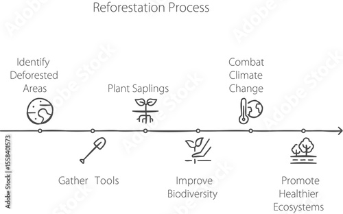 Reforestation Process: Step-by-step guide to reforestation, the process of planting trees to restore forested areas.