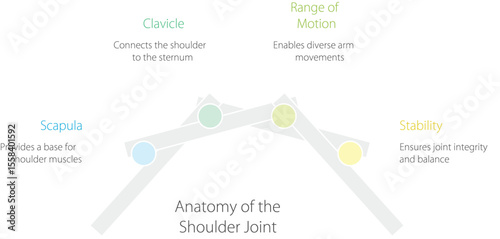 Shoulder Joint Anatomy: A simplified, graphic illustration of the shoulder joint's anatomy, highlighting its key components and functions for educational purposes.